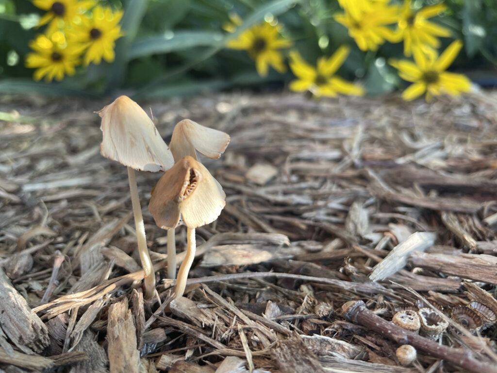 Photo Aug 26, 8 16 00 AM 800pxh