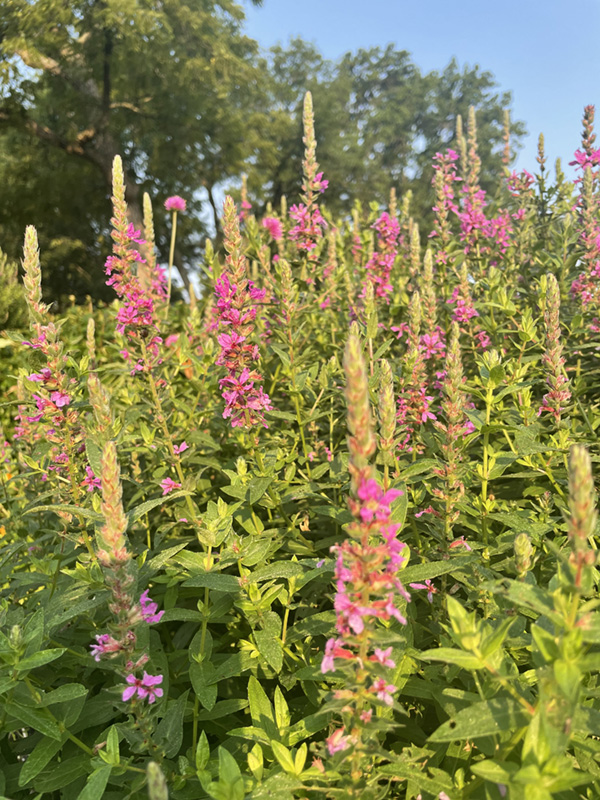 Purple Loosestrife 800pxh