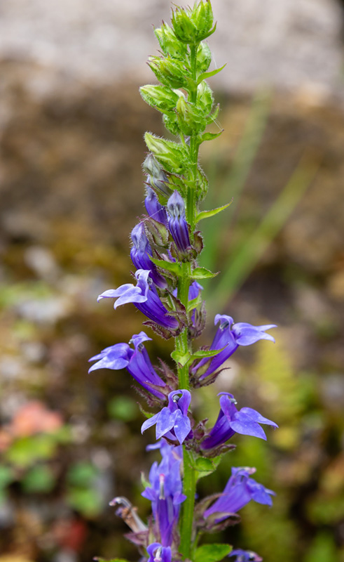 Blue Cardinal Flower