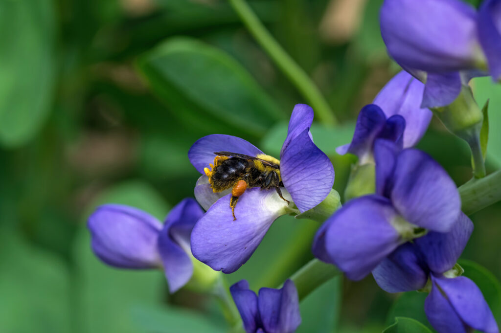 Blue False Indigo