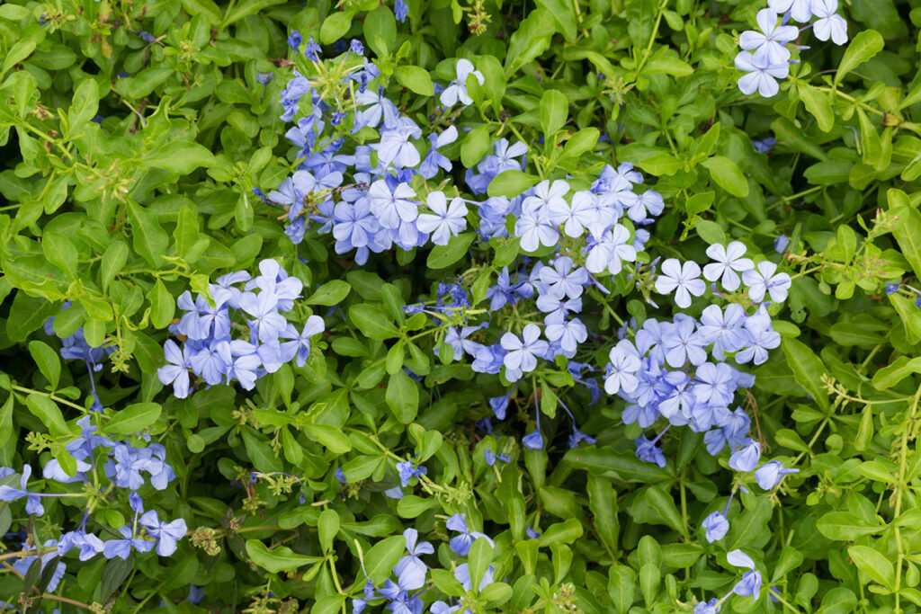 Blue Phlox