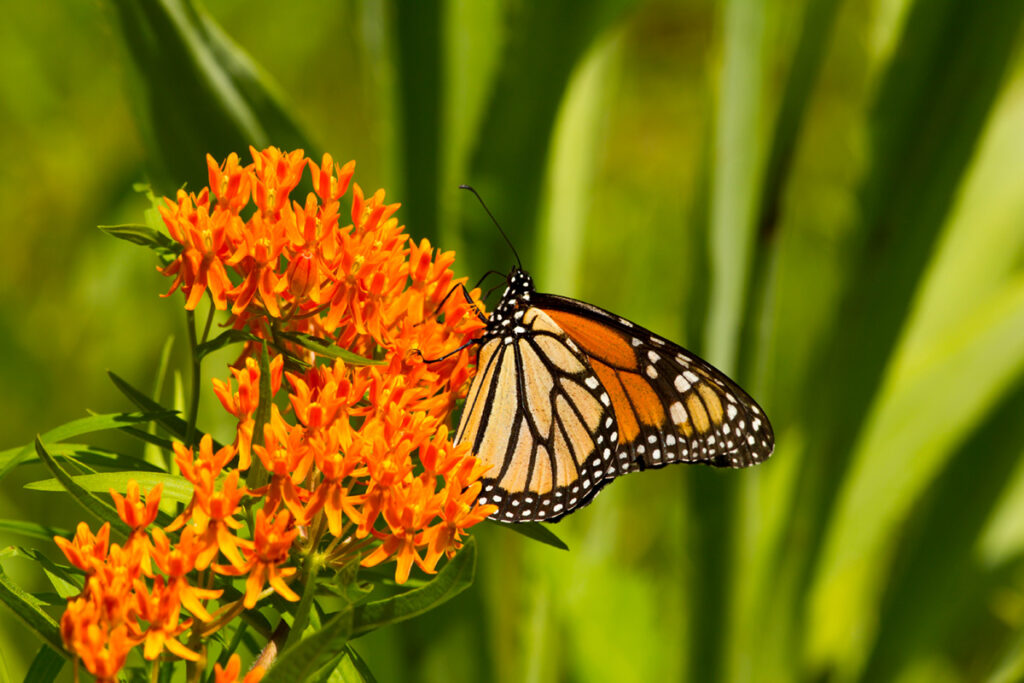 Butterfly Weed