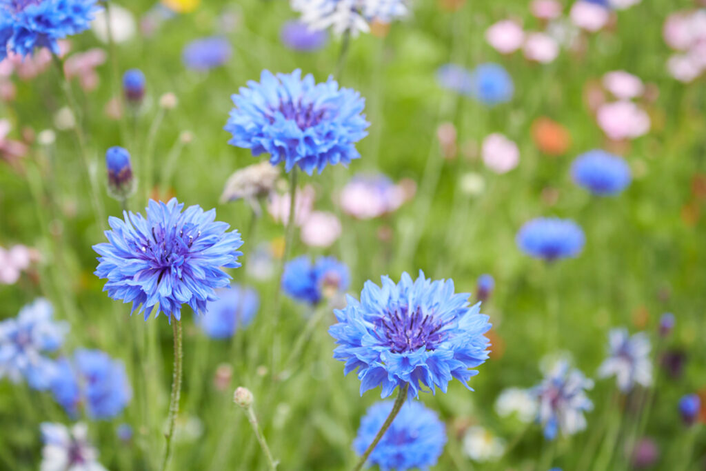 Cornflower