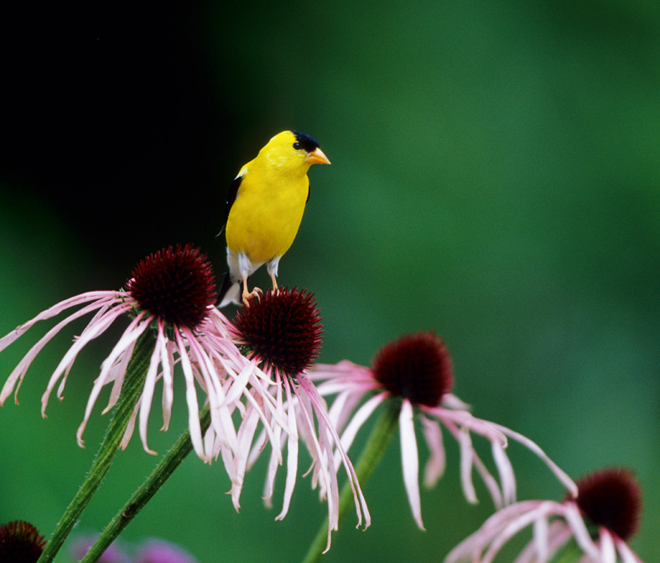 Pale Purple Coneflower