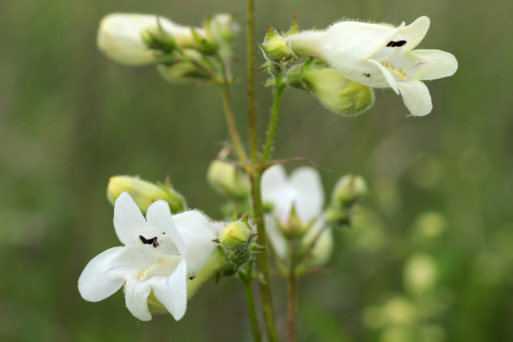 Foxglove Beardtongue