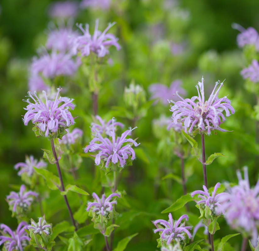 Mint-leaf Beebalm