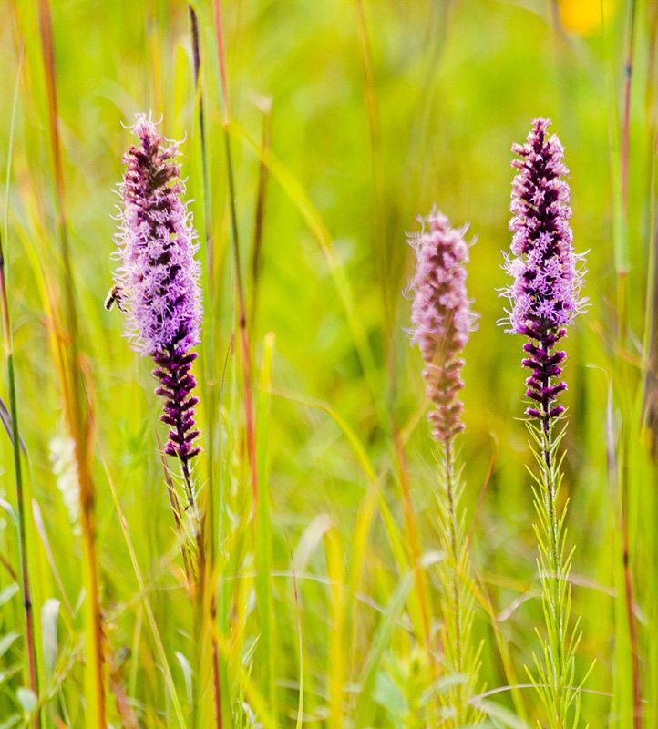 Prairie Blazing Star
