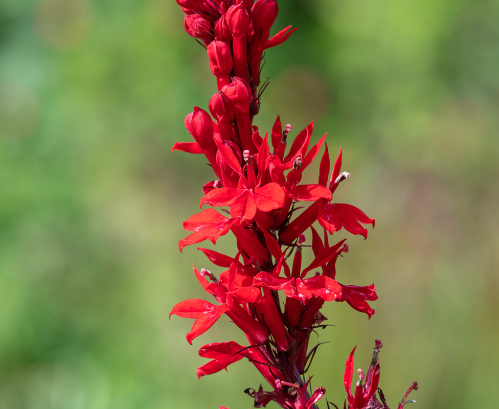 Red Cardinal Flower