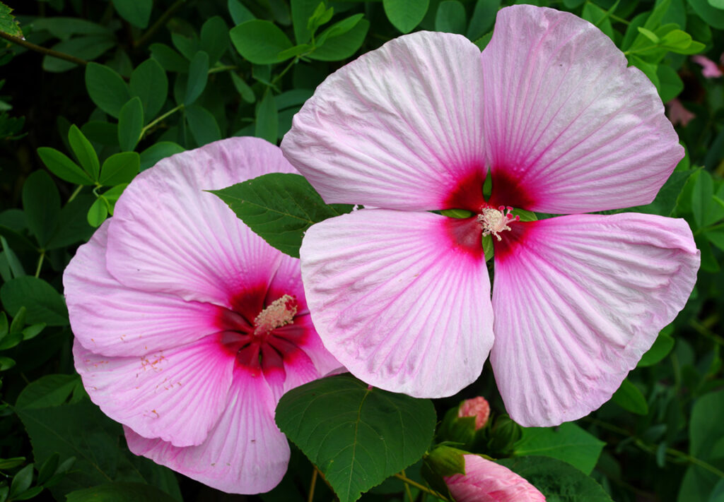 Rose Mallow
