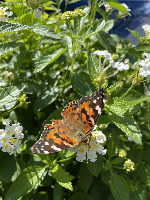 _Photo Aug 20, 11 15 03 AM 800px